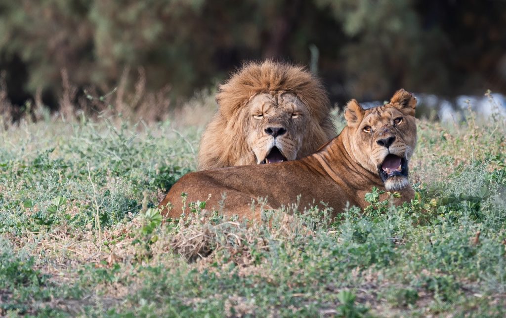 lions, lioness, king-5220431.jpg